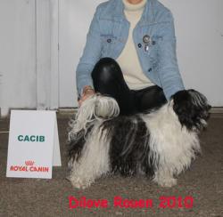 Dilove Rouen 2010 CACS CACIB (photo Danielle Lemoine)