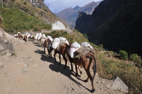 Un convoi de mules du côté de Chyamje