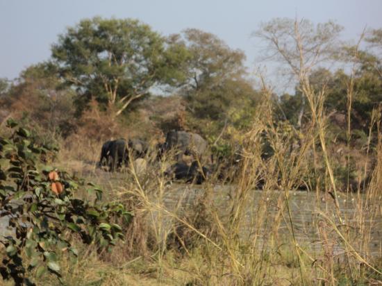 Un troupeau d'éléphants