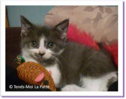 Kitty, chaton &agrave; adopter