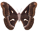 gif pap