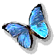 gif morpho