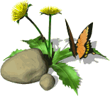 gif papilio
