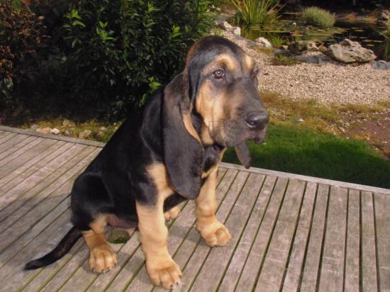 Chien de st Hubert Chien de st Hubert