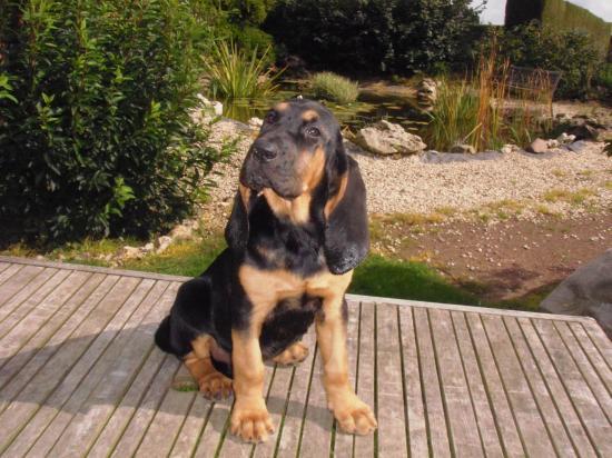Chien de st Hubert Chien de st Hubert