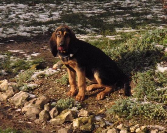 Chien de st Hubert Chien de st Hubert