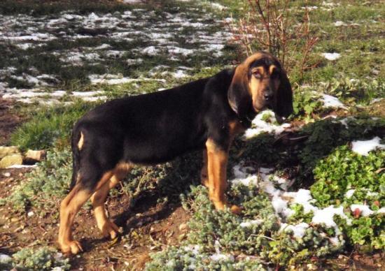 Chien de st Hubert Chien de st Hubert