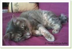 Flocon, chat &agrave; adopter
