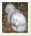 Taury, chien &agrave; adopter