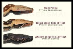 python curtus