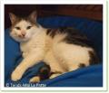 Chenapan, chat à adopter Paris