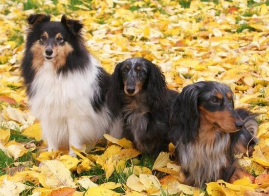 Rencontre Chien Saillie Rencontre Corseul