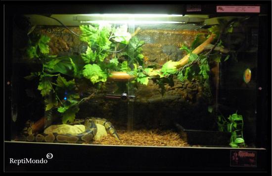 lampe uv pour terrarium des photos, des photos de fond, fond d?cran : Bartagame Terrarium Licht Bartagame Terrarium Licht : lampe uv pour terrarium des photos, des photos de fond, fond d?cran