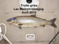 comment pecher la truite grise au downrigger