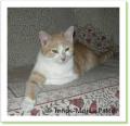 Max, chaton de 8 mois à adopter !