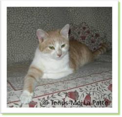 Max, chaton de 8 mois &agrave; adopter !