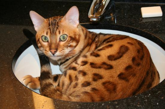 Merlin