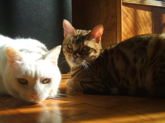 Ozzy et Motton