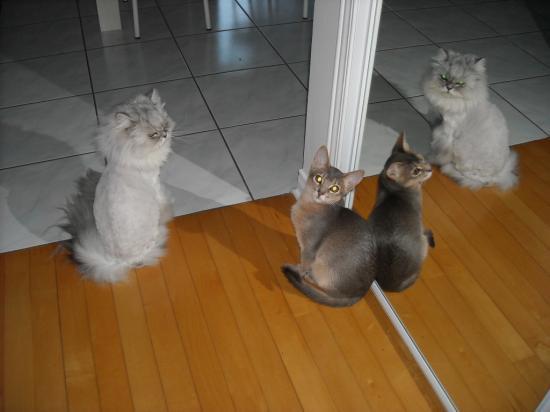 Tango et Sushi