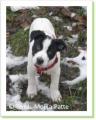 Charlot, chiot &agrave; adopter