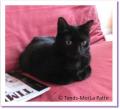 Castafiore chatte &agrave; adopter Paris