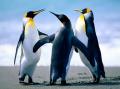 fonds d'ecran