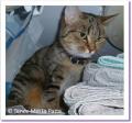 Maia, chatte tigr&eacute;e &agrave; adopter paris