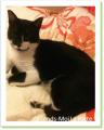 Tigrou, chat aveugle à adopter