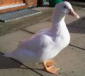 Saturnin