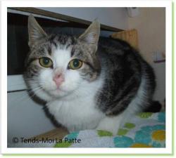 Frisby, chaton &agrave; adopter Paris