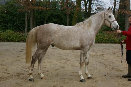 RECHERCHE PSAR OU DSA pour endurance DSC06800