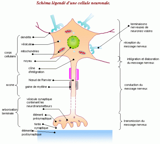 SchÃ©ma d'une synapse