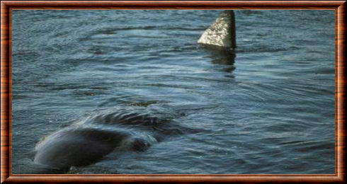 Le narval se nomme en anglais Narwhal