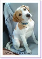 Zora, chiot épargneul labrador à adopter