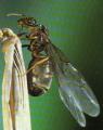 Exemple d'une fourmis males