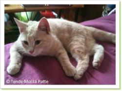 Caramel, chaton &agrave; adopter Paris