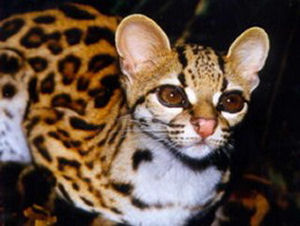 Margay Le margay