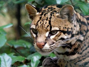 L'ocelot L'ocelot