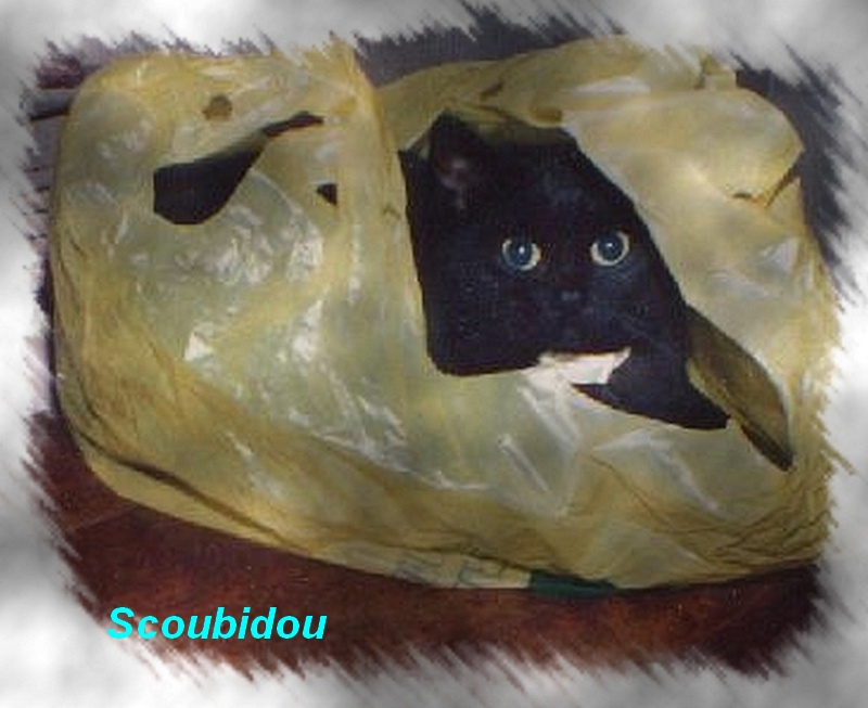 Scoubidou