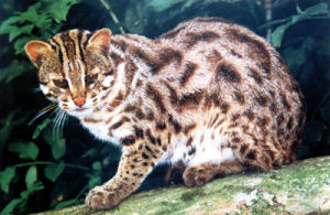 Le chat léopard ou Chat léopard du Bengale Le chat léopard ou Chat léopard du Bengale
