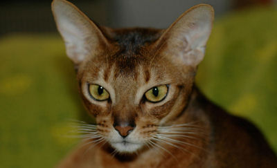 L'abyssin ou Bunny cat L'abyssin ou Bunny cat