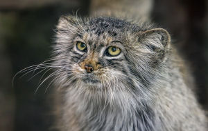 Le chat manul ou chat de Pallas Le chat manul ou chat de Pallas