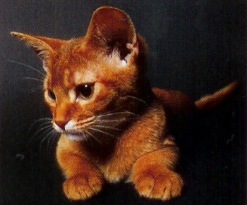 L'abyssin est un chat joueur L'abyssin est un chat joueur