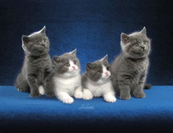 Le British Shorthair Le British Shorthair
