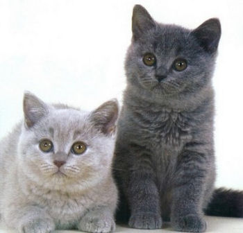Le British Shorthair est un chat de race d'origine britannique Le British Shorthair est un chat de race d'origine britannique