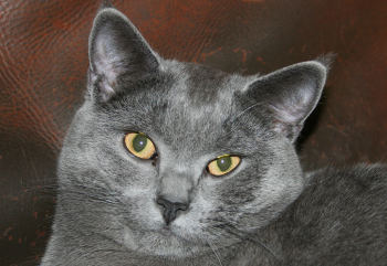 Le chartreux Le chartreux