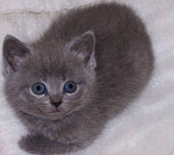Photo d'un chaton chartreux Photo d'un chaton chartreux