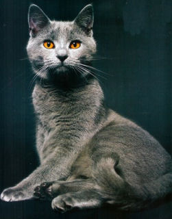 Portrait du chartreux Portrait du chartreux