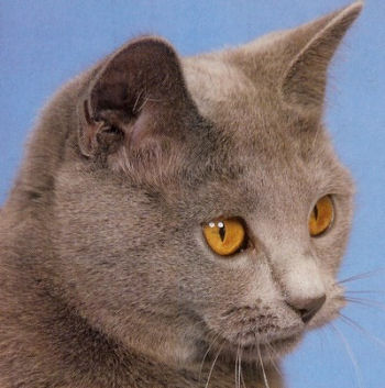 Gros plan du chartreux Gros plan du chartreux