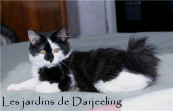 Billy Amulet Cat, kurilian bobtail mâle des jardins de Darjeeling Billy Amulet Cat, kurilian bobtail mâle des jardins de Darjeeling